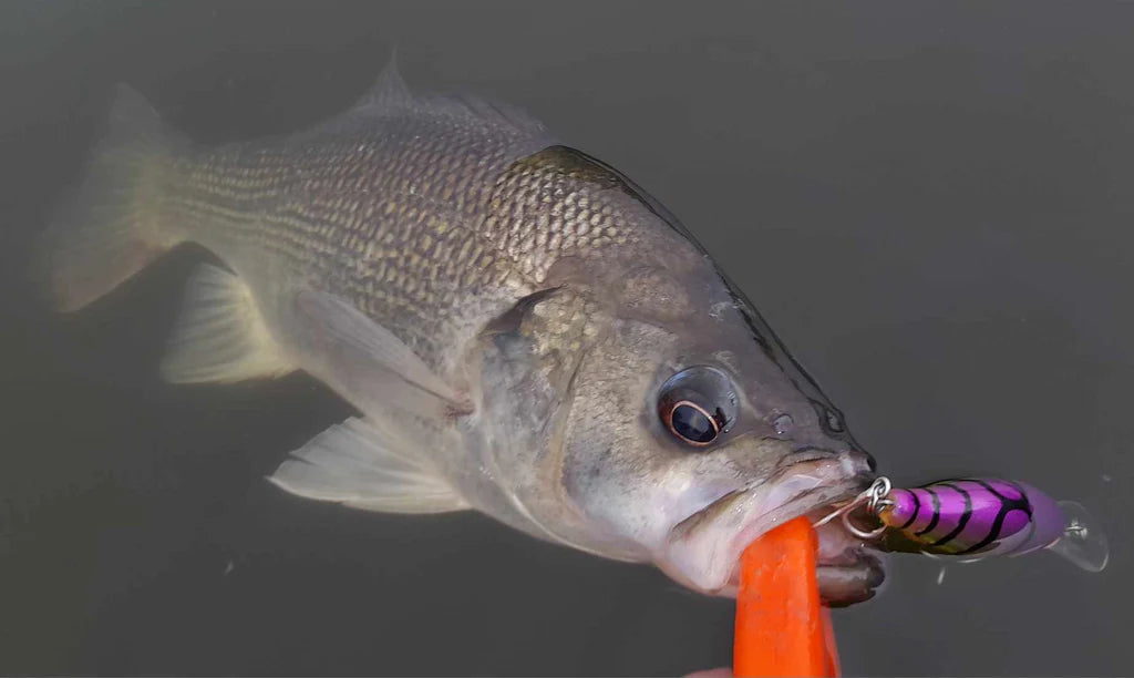 Barambah Deton8or 58M Hardbody