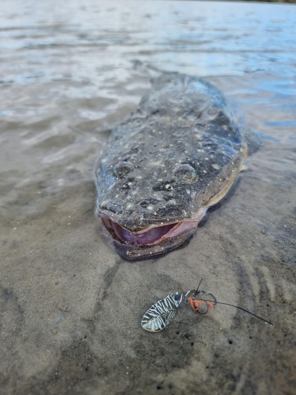 Tackle Tactics SwitchPrawn+ 44mm Metal Vibe 8g