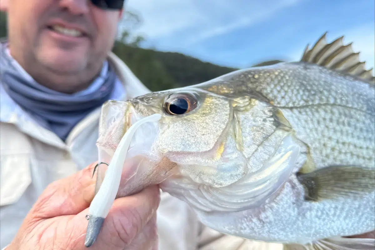 Berkley Gulp Zagger 2.5in Soft Plastic