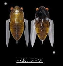 Megabass Siglett 36.5mm Cicada