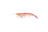 Irukandji Megaprawn 100mm 7.3g Unrigged 2pc