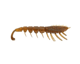 Rapala Crush City The Imposter 3in Plastics