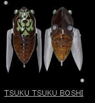 Megabass Siglett 36.5mm Cicada