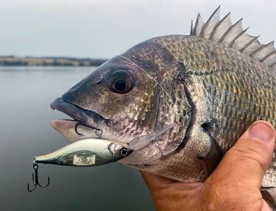 Shimano Bantam Enber Flash Boost 60mm Hardbody