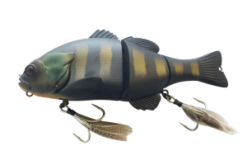 Chibitarel Black King Gill.jpeg