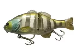 Chibitarel Blue Stripe Gill e1703814448745.jpg