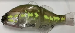 glass frog
