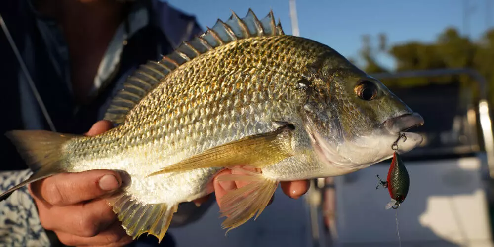 Bream Watermelon S36 2 1000x500 1
